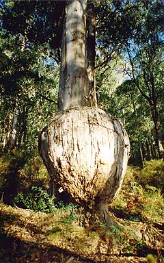 Archivo:Bottle Tree Eucalyptus cypellocarpa