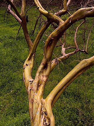 Boyce Thompson Arboretum outside Phoenix Arizona.jpg