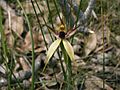 Caladenia macrostylis