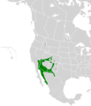 Callipepla gambelii map