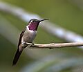 Calliphlox amethystina (male)