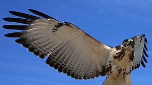 Archivo:Captive Red-tailed Hawk at Bacara