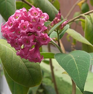 Cestrum elegans (3).jpg