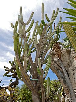 Chinoa (Polaskia chende) (34931750314).jpg