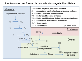 Archivo:Classical blood coagulation pathway es