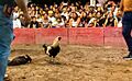 Conquián de Gallos