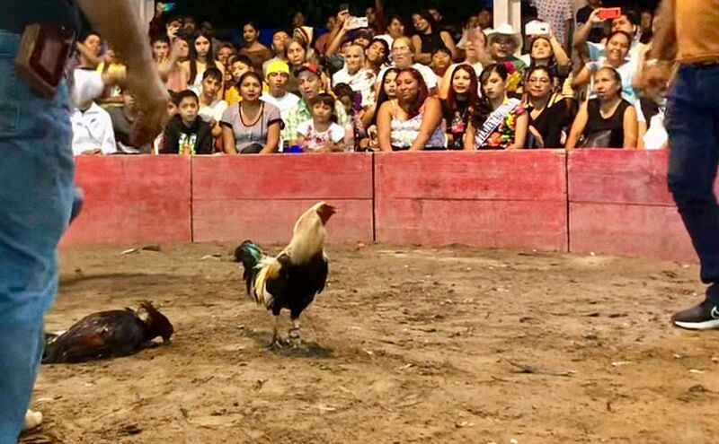 Conquián de Gallos