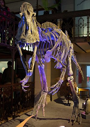 Archivo:Cryolophosaurus MDSNDB