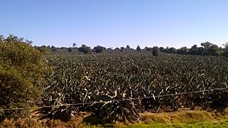 Cultivo de maguey pulquero en Rancho del Razo, Nanacamilpa, Tlaxcala