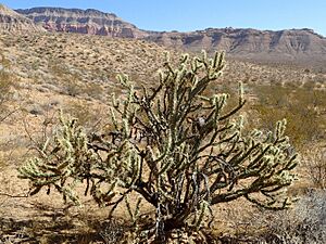 Archivo:Cylindropuntia echinocarpa kz02