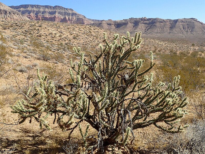 Cylindropuntia echinocarpa kz02
