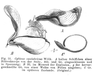 Cytisus cantabricus Taub51.png