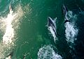 Delfines Cruzados 