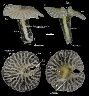 Archivo:Dendrogramma-New-Genus-with-Two-New-Non-Bilaterian-Species-from-the-Marine-Bathyal-of-Southeastern-pone.0102976.g003
