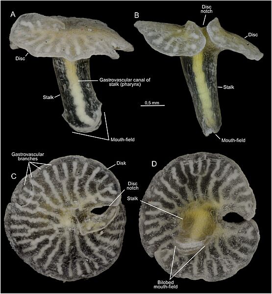 Dendrogramma-New-Genus-with-Two-New-Non-Bilaterian-Species-from-the-Marine-Bathyal-of-Southeastern-pone.0102976.g003