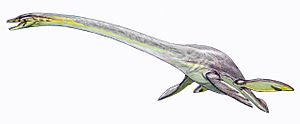 Archivo:Elasmosaurus platyurus