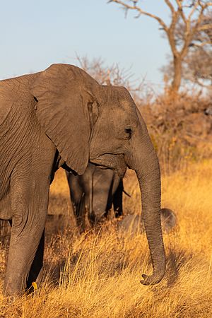 Archivo:Elefante africano de sabana (Loxodonta africana), parque nacional Kruger, Sudáfrica, 2018-07-25, DD 15