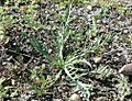 Eryngium aristulatum parishii
