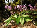 Erythronium japonicum 2006 007
