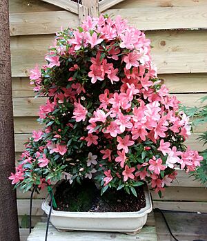 Archivo:Escuela-bonsai-bonsaikido-azalea