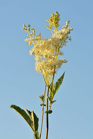 Archivo:Filipendula ulmaria - angervaks