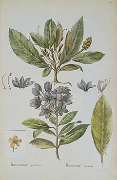 Archivo:Flora Rossica - Rhododendron ponticum; K.Knappe, 1780s
