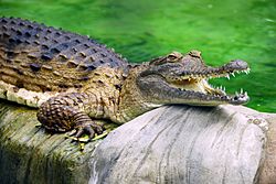 Freshwater Crocodile at Lone Pine Koala Sanctuary.jpg