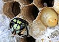 German Wasp adult emerges from brood cell