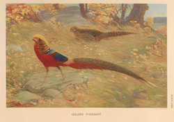 Archivo:Golden Pheasant by Charles Knight