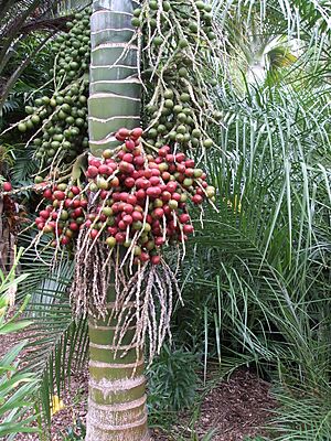 Archivo:HedescepeFruit