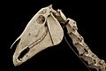 Horse skull neck vertebrae cheval crâne vertèbres cervicales Alfort