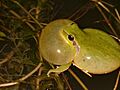 Hyla meridionalis 1