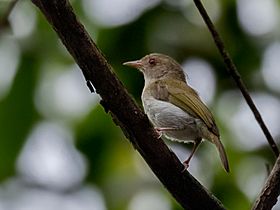 Hylophilus brunneiceps - Brown-headed Greenlet, Iranduba, Amazonas, Brazil 02.jpg