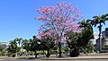Ipê Rosa no Parque do Flamengo