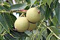 Juglans nigra SCA-7681