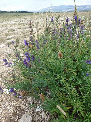 Archivo:Lavandula latifolia (Vaucluse) (4)