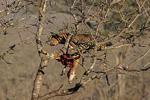 Archivo:Leopardo (Panthera pardus) devorando un antílope, parque nacional Kruger, Sudáfrica, 2018-07-26, DD 05