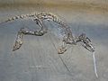 Leptictidium auderiense skeleton