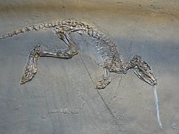 Archivo:Leptictidium auderiense skeleton
