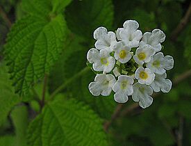 Lippia graveolens, known as Mexican Oregano (11628265214).jpg