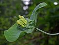 Lonicera ciliosa P4548 v1