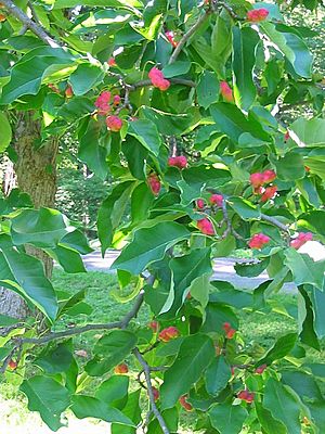 Archivo:Magnolia acuminata fruit