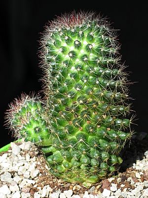 Archivo:Mammillaria zeilmanniana 2