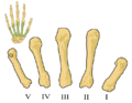 Metacarpals numbered-en