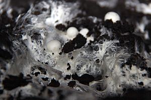 Archivo:Micelio y carpóforos de champiñón en un cultivo de Pradejón