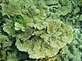 Montipora monasteriata, colonia