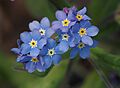 Myosotis sylvatica, Bosvergeet-mij-nietje