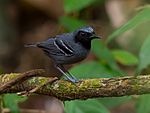 Archivo:Myrmoborus myotherinus ardesiacus - Black-faced Antbird (male)