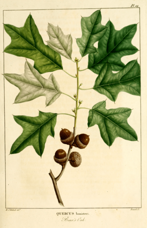 Archivo:NAS-021f Quercus ilicifolia