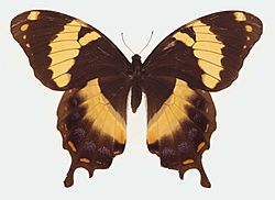 Archivo:Papilio homerus ulster